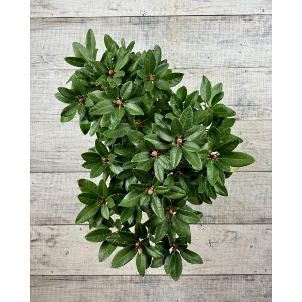 Sovinec - różanecznik wielkokwiatowy
Rhododendron hybridum 'Sovinec'