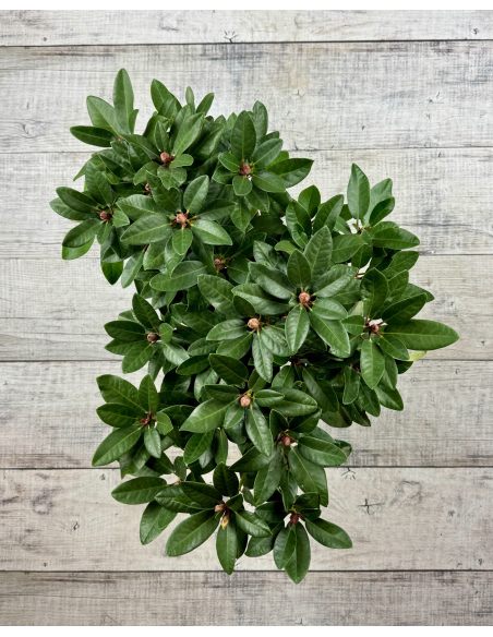 Sovinec - różanecznik wielkokwiatowy
Rhododendron hybridum 'Sovinec'