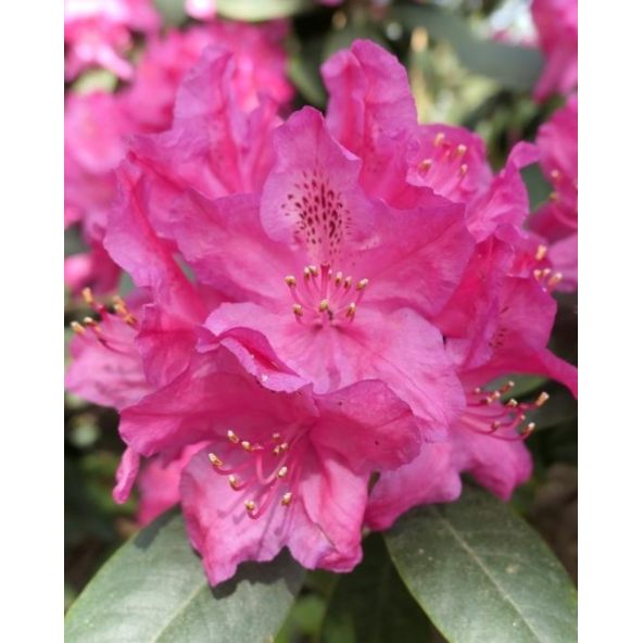 Sovinec - różanecznik wielkokwiatowy
Rhododendron hybridum 'Sovinec'