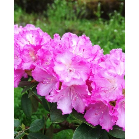 'Stožec' - różanecznik wielkokwiatowy
Rhododendron degronianum - hybrid 'Stožec'