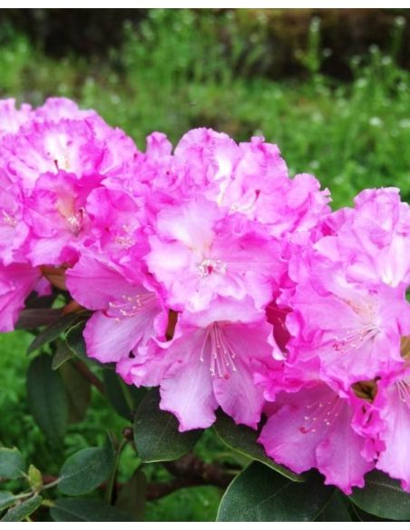 'Stožec' - różanecznik wielkokwiatowy
Rhododendron degronianum - hybrid 'Stožec'