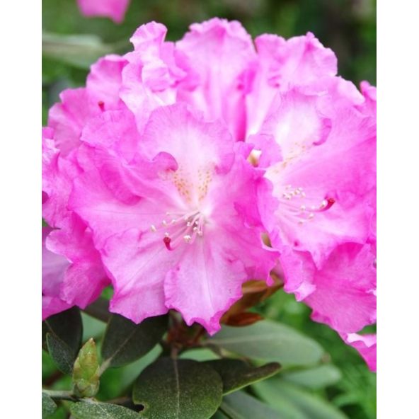 'Stožec' - różanecznik wielkokwiatowy
Rhododendron degronianum - hybrid 'Stožec'