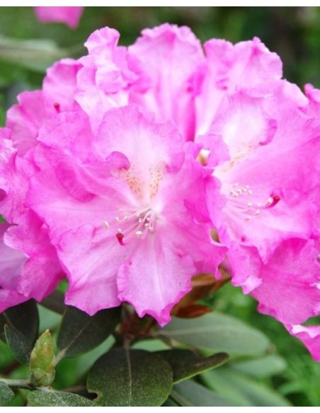 'Stožec' - różanecznik wielkokwiatowy
Rhododendron degronianum - hybrid 'Stožec'