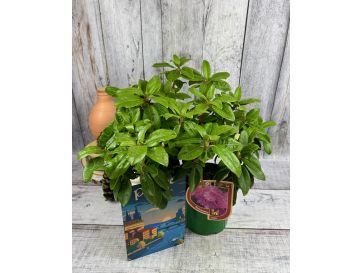 'Stožec' - różanecznik wielkokwiatowy
Rhododendron degronianum - hybrid 'Stožec' 2