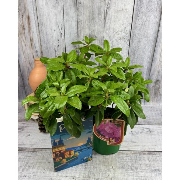 'Stožec' - różanecznik wielkokwiatowy
Rhododendron degronianum - hybrid 'Stožec'