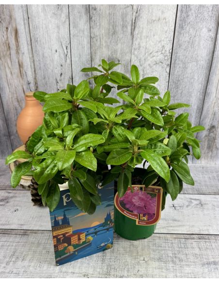 'Stožec' - różanecznik wielkokwiatowy
Rhododendron degronianum - hybrid 'Stožec'