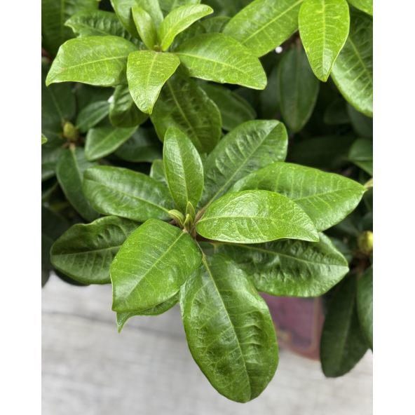 'Stožec' - różanecznik wielkokwiatowy
Rhododendron degronianum - hybrid 'Stožec'