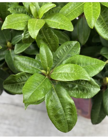 'Stožec' - różanecznik wielkokwiatowy
Rhododendron degronianum - hybrid 'Stožec'