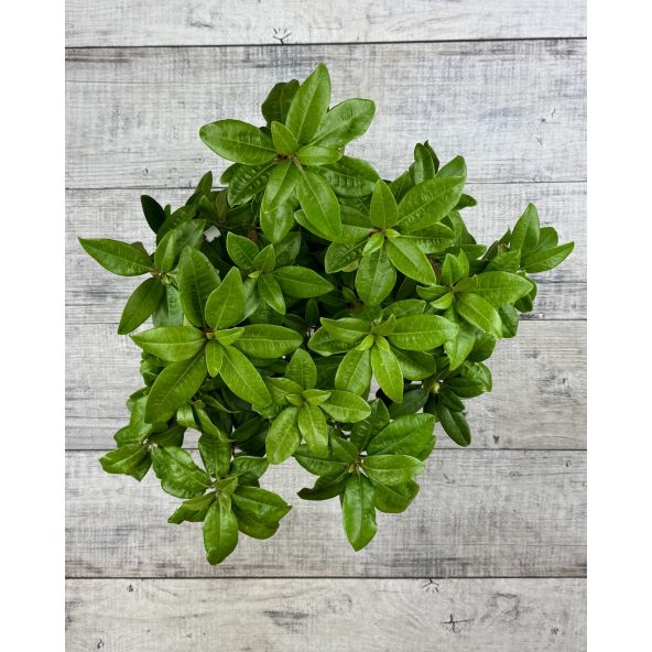 'Stožec' - różanecznik wielkokwiatowy
Rhododendron degronianum - hybrid 'Stožec'