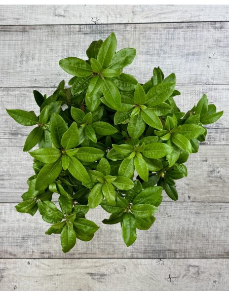 'Stožec' - różanecznik wielkokwiatowy
Rhododendron degronianum - hybrid 'Stožec'