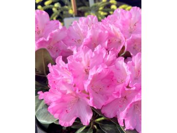 'Stožec' - różanecznik wielkokwiatowy
Rhododendron degronianum - hybrid 'Stožec'