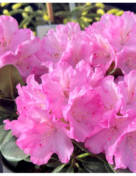 'Stožec' - różanecznik wielkokwiatowy
Rhododendron degronianum - hybrid 'Stožec'