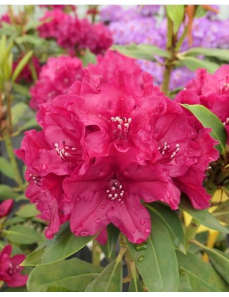 Vranov PBR - różanecznik wielkokwiatowy
Rhododendron hybridum 'Vranov' PBR