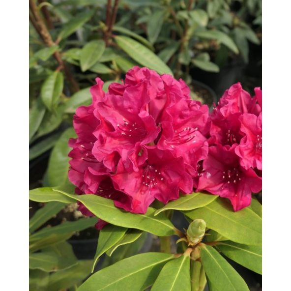 Vranov PBR - różanecznik wielkokwiatowy
Rhododendron hybridum 'Vranov' PBR