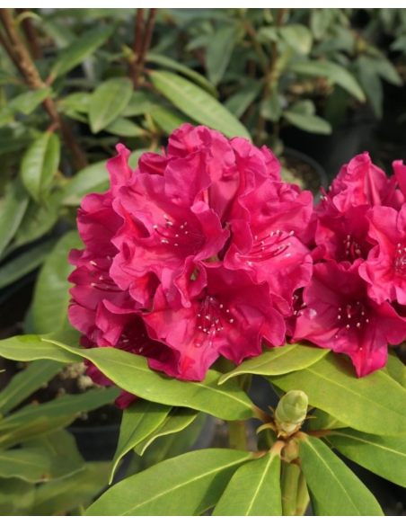 Vranov PBR - różanecznik wielkokwiatowy
Rhododendron hybridum 'Vranov' PBR