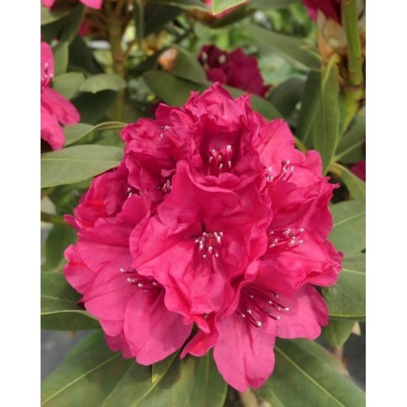 Vranov PBR - różanecznik wielkokwiatowy
Rhododendron hybridum 'Vranov' PBR