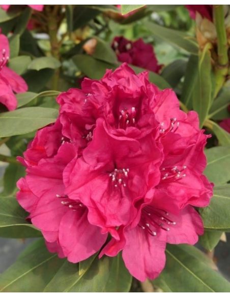 Vranov PBR - różanecznik wielkokwiatowy
Rhododendron hybridum 'Vranov' PBR