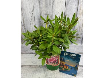 Vranov PBR - różanecznik wielkokwiatowy
Rhododendron hybridum 'Vranov' PBR 2