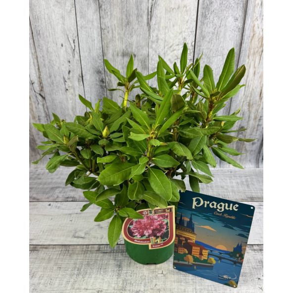 Vranov PBR - różanecznik wielkokwiatowy
Rhododendron hybridum 'Vranov' PBR