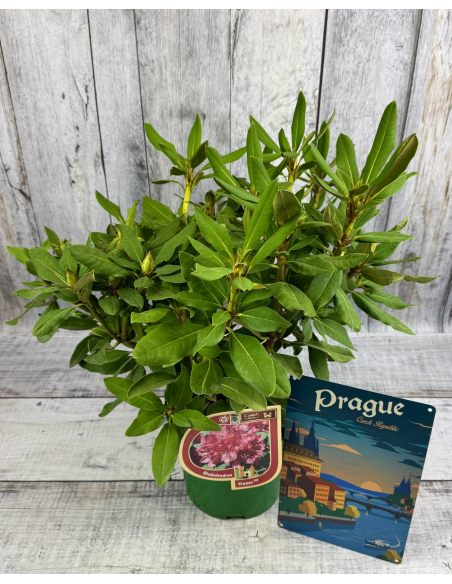 Vranov PBR - różanecznik wielkokwiatowy
Rhododendron hybridum 'Vranov' PBR