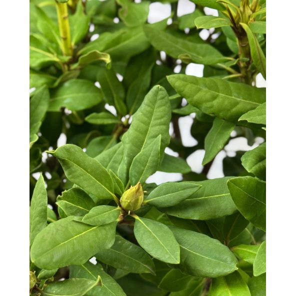 Vranov PBR - różanecznik wielkokwiatowy
Rhododendron hybridum 'Vranov' PBR