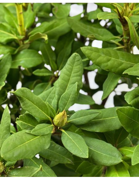 Vranov PBR - różanecznik wielkokwiatowy
Rhododendron hybridum 'Vranov' PBR