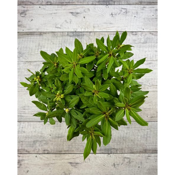 Vranov PBR - różanecznik wielkokwiatowy
Rhododendron hybridum 'Vranov' PBR