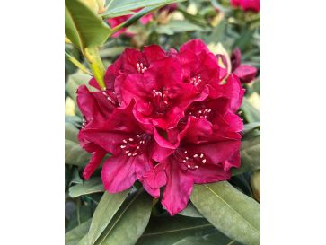 Vranov PBR - różanecznik wielkokwiatowy
Rhododendron hybridum 'Vranov' PBR