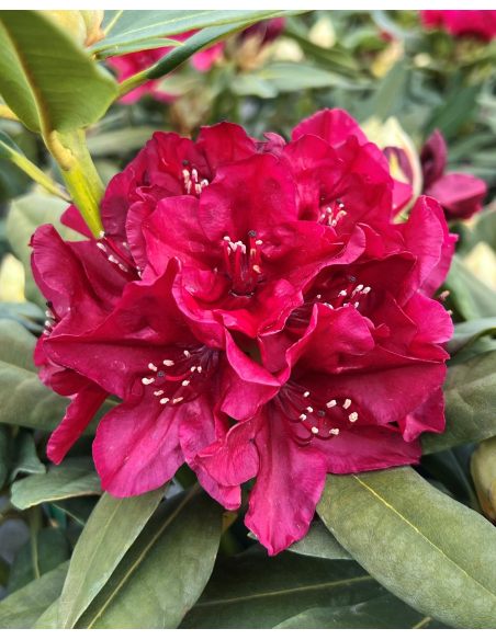 Vranov PBR - różanecznik wielkokwiatowy
Rhododendron hybridum 'Vranov' PBR