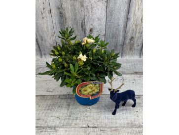 'Kristian's Sunshine' - różanecznik wielkokwiatowy
Rhododendron hybridum - 'Kristian's Sunshine' 2