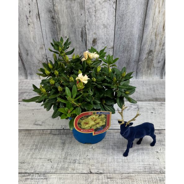 'Kristian's Sunshine' - różanecznik wielkokwiatowy
Rhododendron hybridum - 'Kristian's Sunshine'