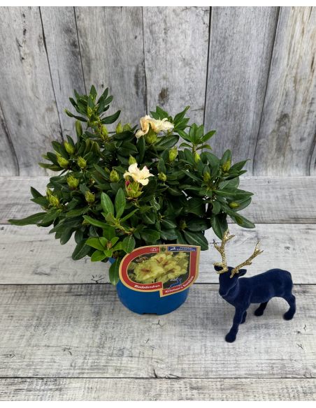 'Kristian's Sunshine' - różanecznik wielkokwiatowy
Rhododendron hybridum - 'Kristian's Sunshine'