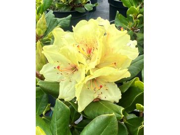 'Kristian's Sunshine' - różanecznik wielkokwiatowy
Rhododendron hybridum - 'Kristian's Sunshine'