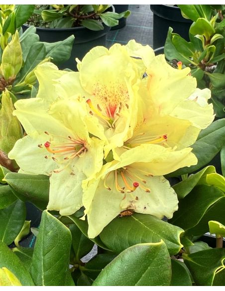 'Kristian's Sunshine' - różanecznik wielkokwiatowy
Rhododendron hybridum - 'Kristian's Sunshine'