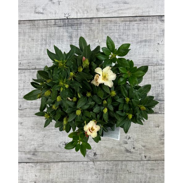 'Kristian's Sunshine' - różanecznik wielkokwiatowy
Rhododendron hybridum - 'Kristian's Sunshine'