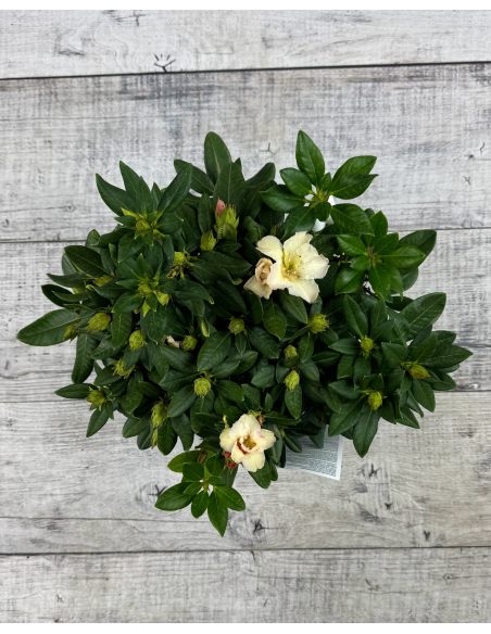 'Kristian's Sunshine' - różanecznik wielkokwiatowy
Rhododendron hybridum - 'Kristian's Sunshine'