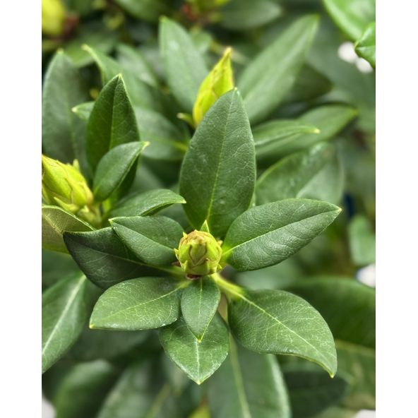 'Kristian's Sunshine' - różanecznik wielkokwiatowy
Rhododendron hybridum - 'Kristian's Sunshine'