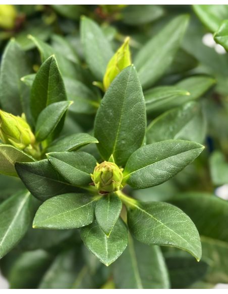 'Kristian's Sunshine' - różanecznik wielkokwiatowy
Rhododendron hybridum - 'Kristian's Sunshine'
