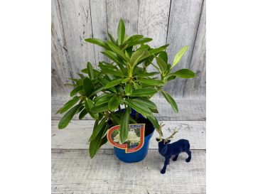 'Lumotar' - różanecznik wielkokwiatowy
Rhododendron hybridum 'Lumotar' 2