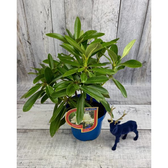 'Lumotar' - różanecznik wielkokwiatowy
Rhododendron hybridum 'Lumotar'