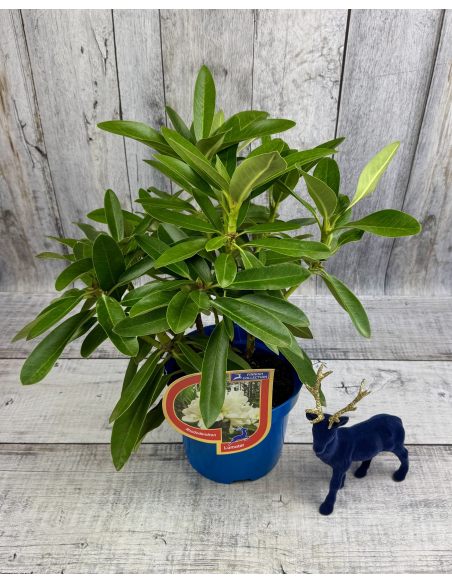 'Lumotar' - różanecznik wielkokwiatowy
Rhododendron hybridum 'Lumotar'