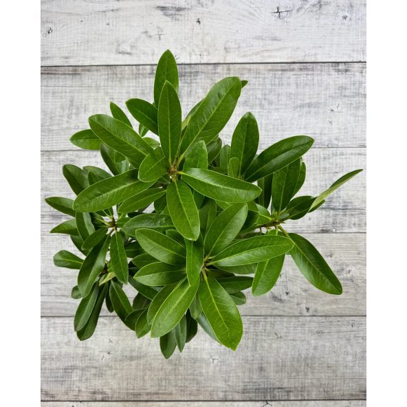 'Lumotar' - różanecznik wielkokwiatowy
Rhododendron hybridum 'Lumotar'