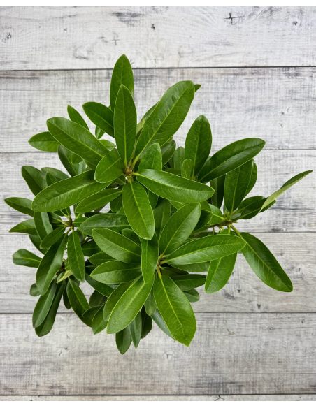 'Lumotar' - różanecznik wielkokwiatowy
Rhododendron hybridum 'Lumotar'