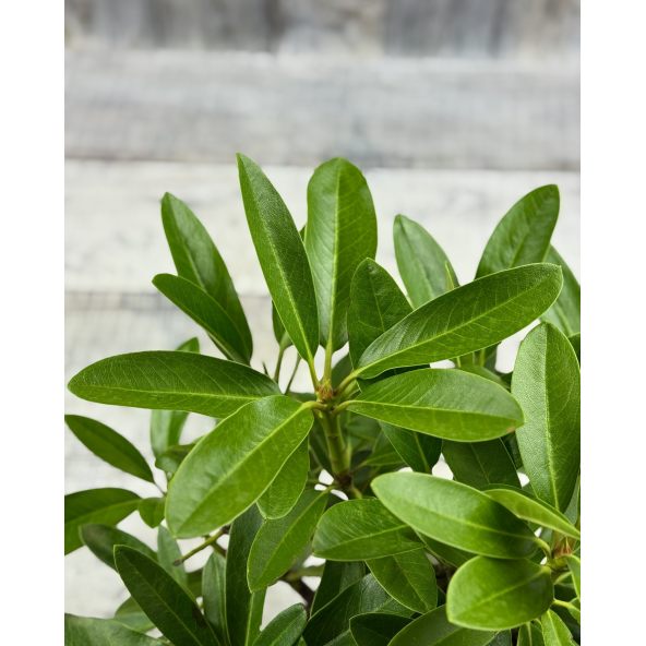 'Lumotar' - różanecznik wielkokwiatowy
Rhododendron hybridum 'Lumotar'