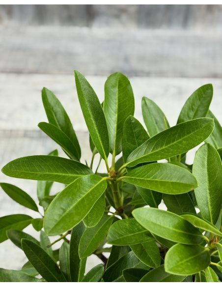 'Lumotar' - różanecznik wielkokwiatowy
Rhododendron hybridum 'Lumotar'