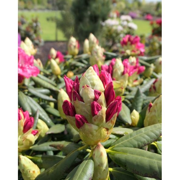 'Jan III Sobieski' ROYAL AMARANTH - różanecznik wielkokwiatowy
Rhododendron hybridum 'Jan III Sobieski' ROYAL AMARANTH