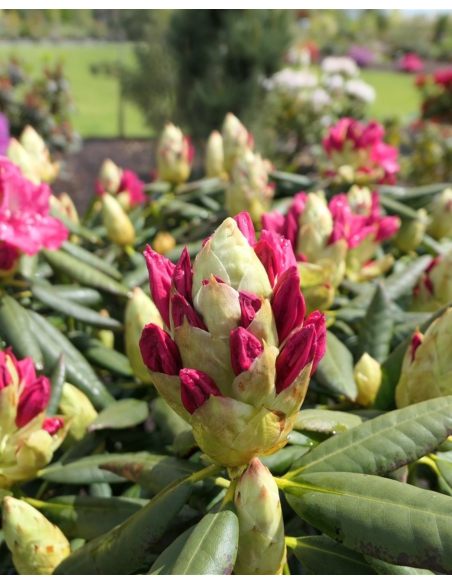 'Jan III Sobieski' ROYAL AMARANTH - różanecznik wielkokwiatowy
Rhododendron hybridum 'Jan III Sobieski' ROYAL AMARANTH 'Jan III Sobieski' ROYAL AMARANTH - różanecznik wielkokwiatowy
Rhododendron hybridum 'Jan III Sobieski' ROYAL AMARANTH