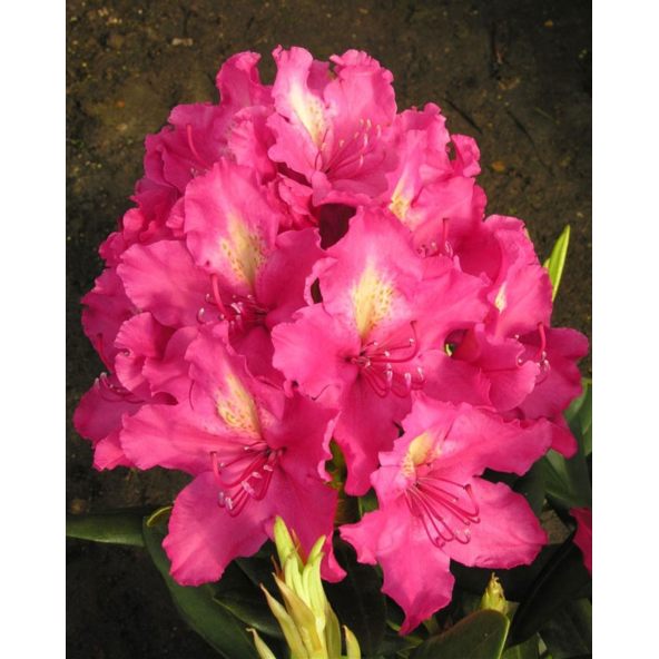 'Jan III Sobieski' ROYAL AMARANTH - różanecznik wielkokwiatowy
Rhododendron hybridum 'Jan III Sobieski' ROYAL AMARANTH