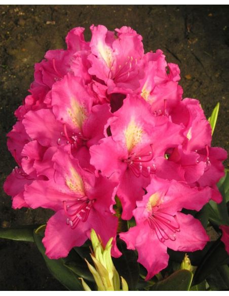 'Jan III Sobieski' ROYAL AMARANTH - różanecznik wielkokwiatowy
Rhododendron hybridum 'Jan III Sobieski' ROYAL AMARANTH 'Jan III Sobieski' ROYAL AMARANTH - różanecznik wielkokwiatowy
Rhododendron hybridum 'Jan III Sobieski' ROYAL AMARANTH