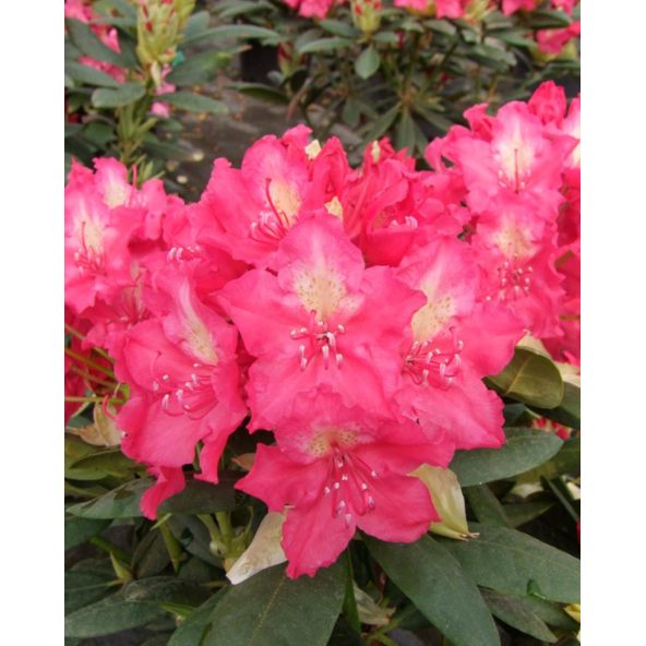 'Jan III Sobieski' ROYAL AMARANTH - różanecznik wielkokwiatowy
Rhododendron hybridum 'Jan III Sobieski' ROYAL AMARANTH